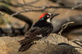 Acorn Woodpecker Melanerpes formicivorus bairdi