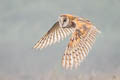 American Barn Owl Tyto furcata pratincola 