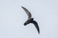 American Black Swift Cypseloides niger borealis