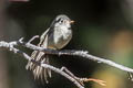 American Dusky Flycatcher Empidonax oberholseri (wright's Flycatcher)