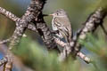 American Dusky Flycatcher Empidonax oberholseri (wright's Flycatcher)