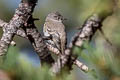 American Dusky Flycatcher Empidonax oberholseri (wright's Flycatcher)