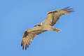 American Osprey Pandion haliaetus carolinensis