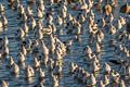 American Avocet Recurvirostra americana