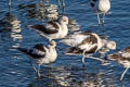 American Avocet Recurvirostra americana