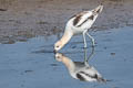 American Avocet Recurvirostra americana