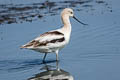 American Avocet Recurvirostra americana