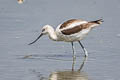 American Avocet Recurvirostra americana