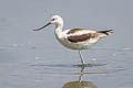 American Avocet Recurvirostra americana