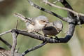 American Bushtit Psaltriparus minimus plumbeus