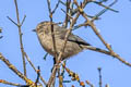 American Bushtit Psaltriparus minimus minimus