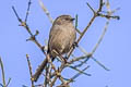 American Bushtit Psaltriparus minimus minimus