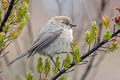 American Bushtit Psaltriparus minimus minimus