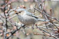 American Bushtit Psaltriparus minimus plumbeus