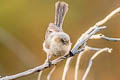 American Bushtit Psaltriparus minimus plumbeus