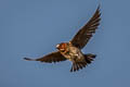 American Cliff Swallow Petrochelidon pyrrhonota pyrrhonota