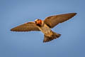 American Cliff Swallow Petrochelidon pyrrhonota pyrrhonota