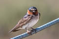 American Cliff Swallow Petrochelidon pyrrhonota pyrrhonota