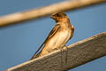 American Cliff Swallow Petrochelidon pyrrhonota pyrrhonota