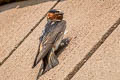 American Cliff Swallow Petrochelidon pyrrhonota pyrrhonota