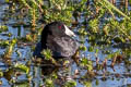 American Coot Fulica americana americana