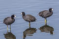 American Coot Fulica americana americana