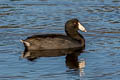 American Coot Fulica americana americana