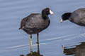 American Coot Fulica americana americana