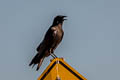 American Crow Corvus brachyrhynchos hesperis