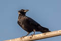 American Crow Corvus brachyrhynchos hesperis