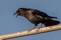 American Crow Corvus brachyrhynchos hesperis