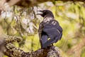 American Crow Corvus brachyrhynchos hesperis