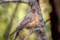 American Thrush Turdus migratorius propinquus