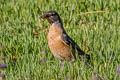 American Thrush Turdus migratorius propinquus