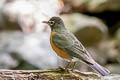 American Thrush Turdus migratorius propinquus