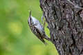 American Treecreeper Certhia americana albescens (Brown Creeper)