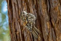 American Treecreeper Certhia americana phillipsi (Brown Creeper)