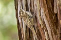 American Treecreeper Certhia americana phillipsi (Brown Creeper)