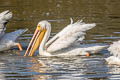 American White Pelican Pelecanus erythrorhynchos