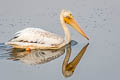 American White Pelican Pelecanus erythrorhynchos