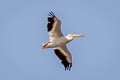 American White Pelican Pelecanus erythrorhynchos