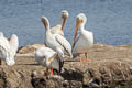 American White Pelican Pelecanus erythrorhynchos