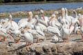 American White Pelican Pelecanus erythrorhynchos