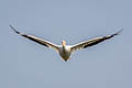 American White Pelican Pelecanus erythrorhynchos