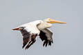 American White Pelican Pelecanus erythrorhynchos