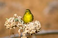 American Yellow Warbler Setophaga aestiva sonorana