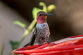 Anna's Hummingbird Calypte anna