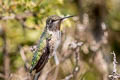 Anna's Hummingbird Calypte anna