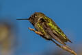 Anna's Hummingbird Calypte anna