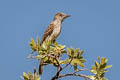 Ash-throated Flycatcher Myiarchus cinerascens cinerascens